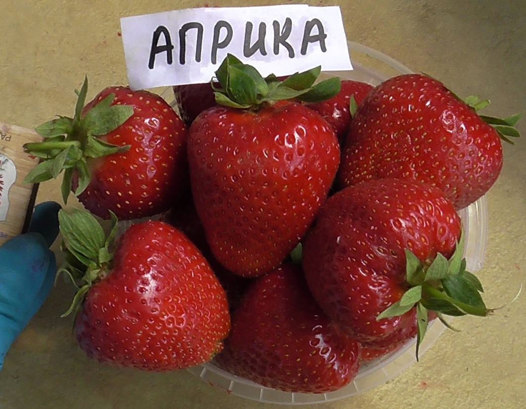 Клубника Априка