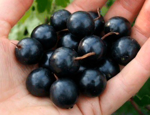 �������� �����