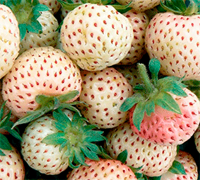 �������� �����