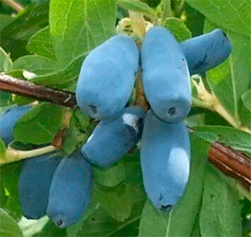 �������� �����