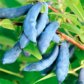 �������� �����