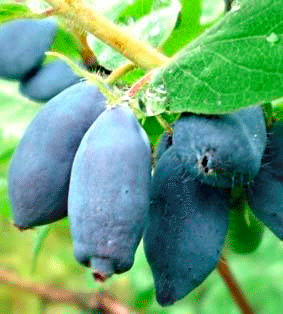 �������� �����