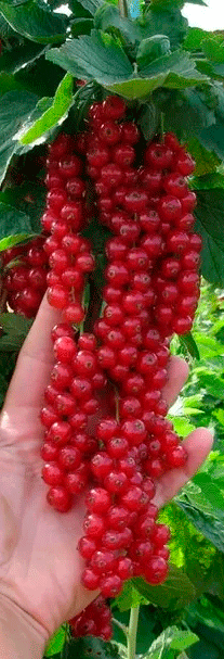 �������� �����