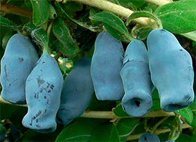 �������� �����